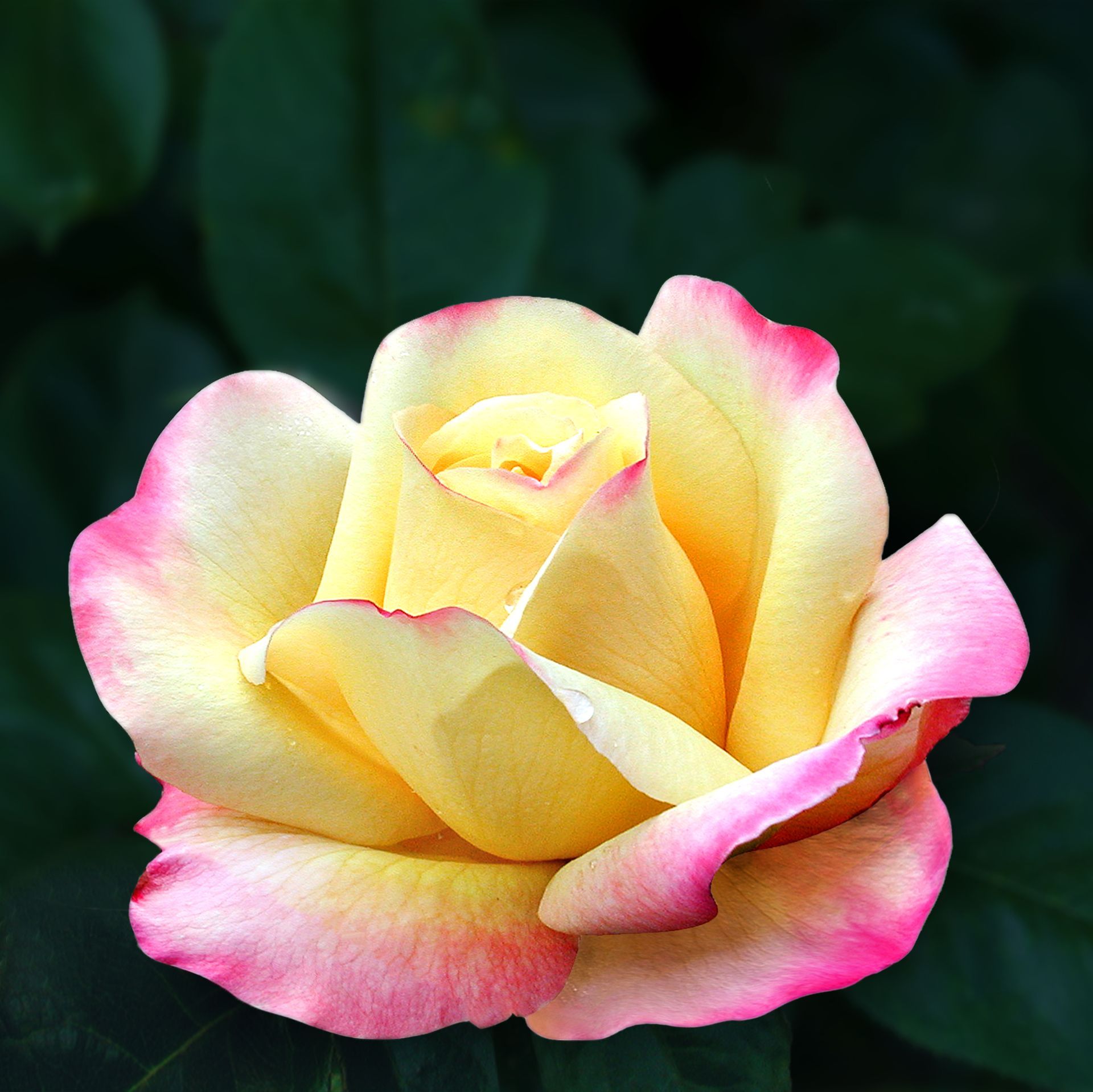 Peace Rose Bloom 