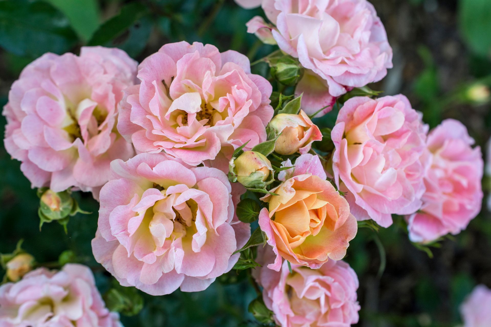 pink drift rose blooms