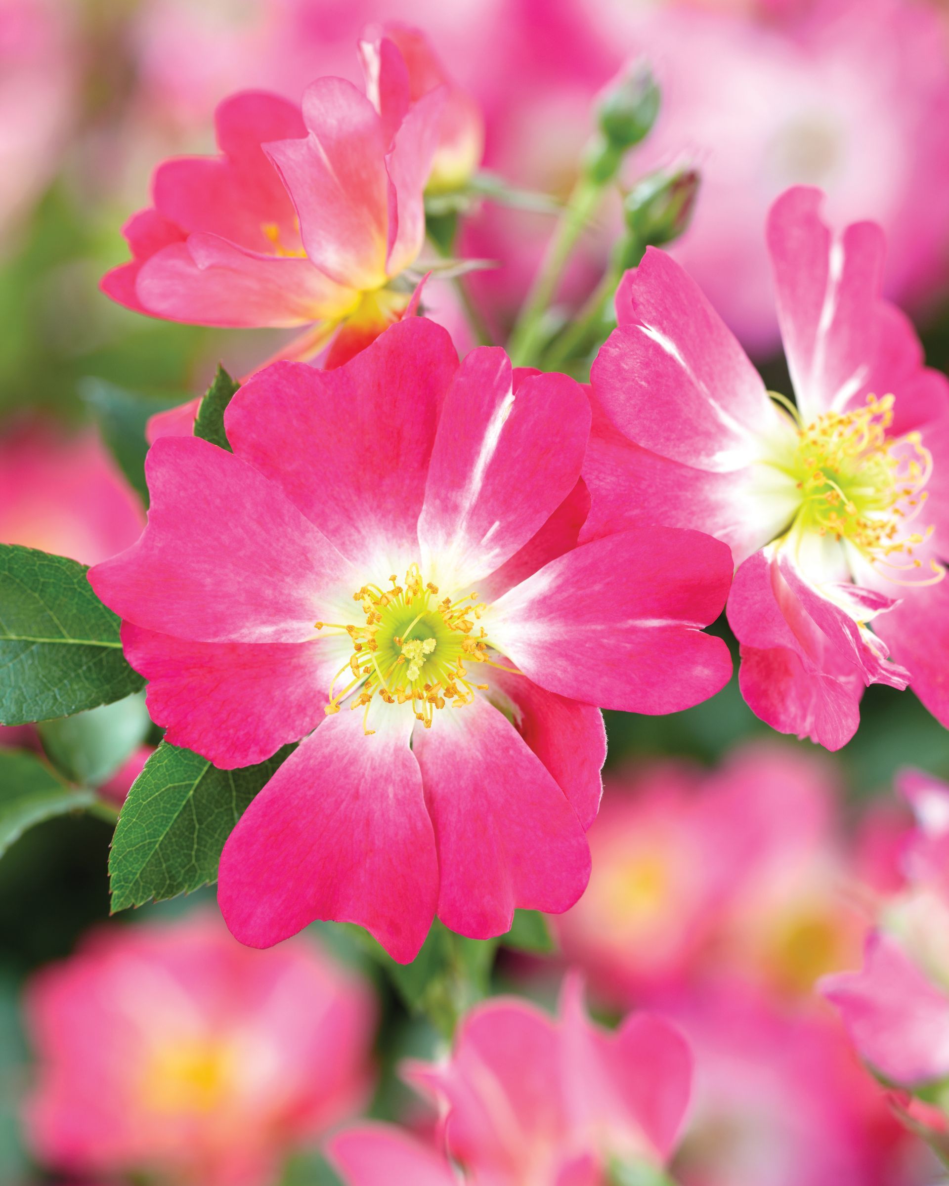 pink drift rose blooms