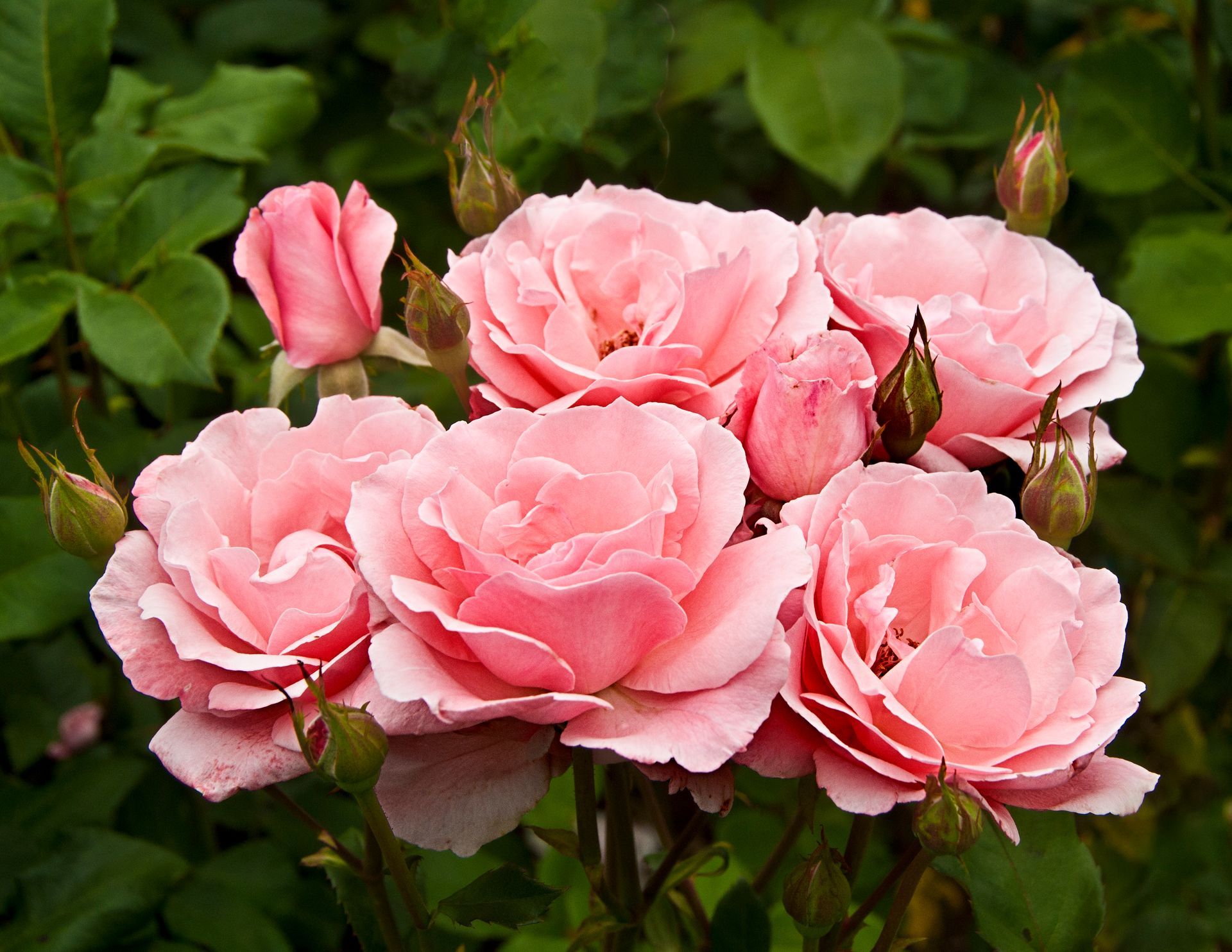 Cluster of Queen Elizabeth Blooms