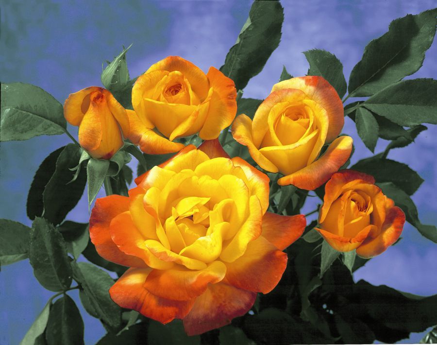 Cluster of Rio Samba Blooms