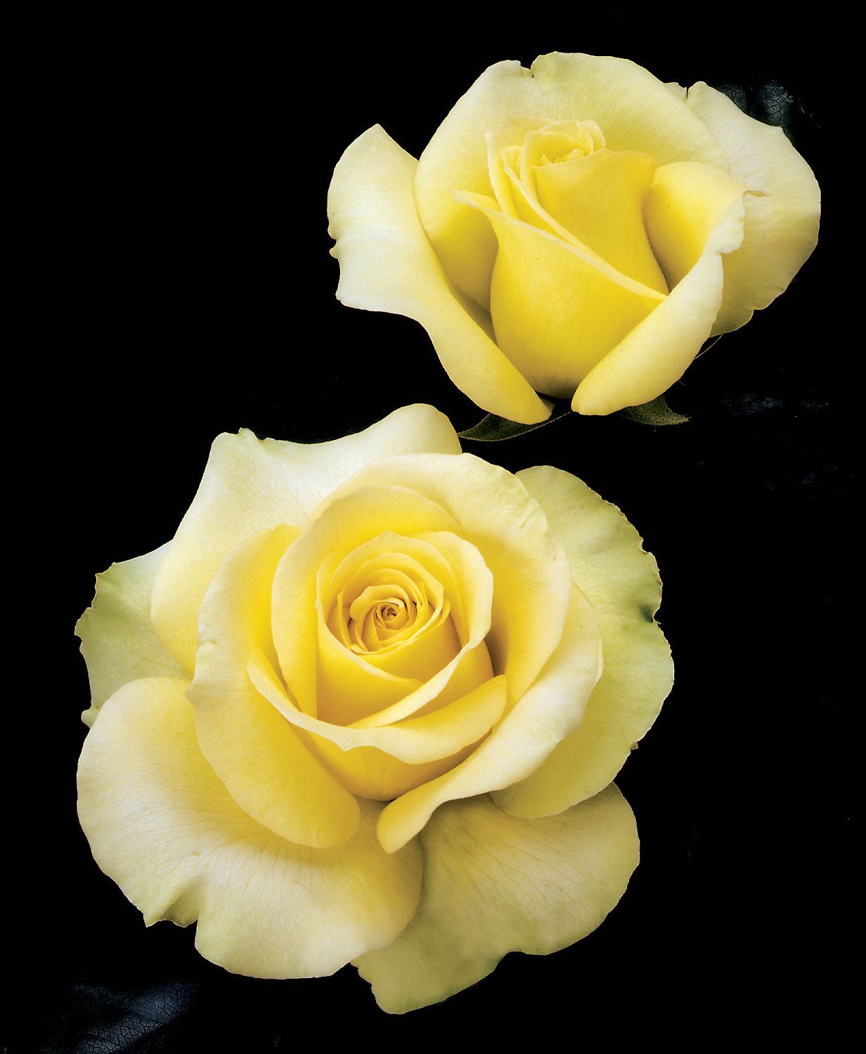 St Patrick Rose Blooms