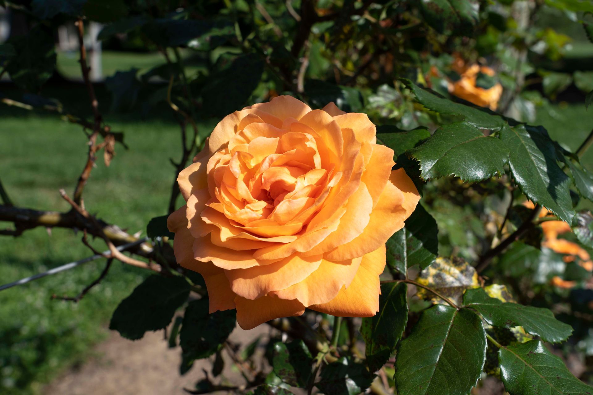 Tangerine Skies rose