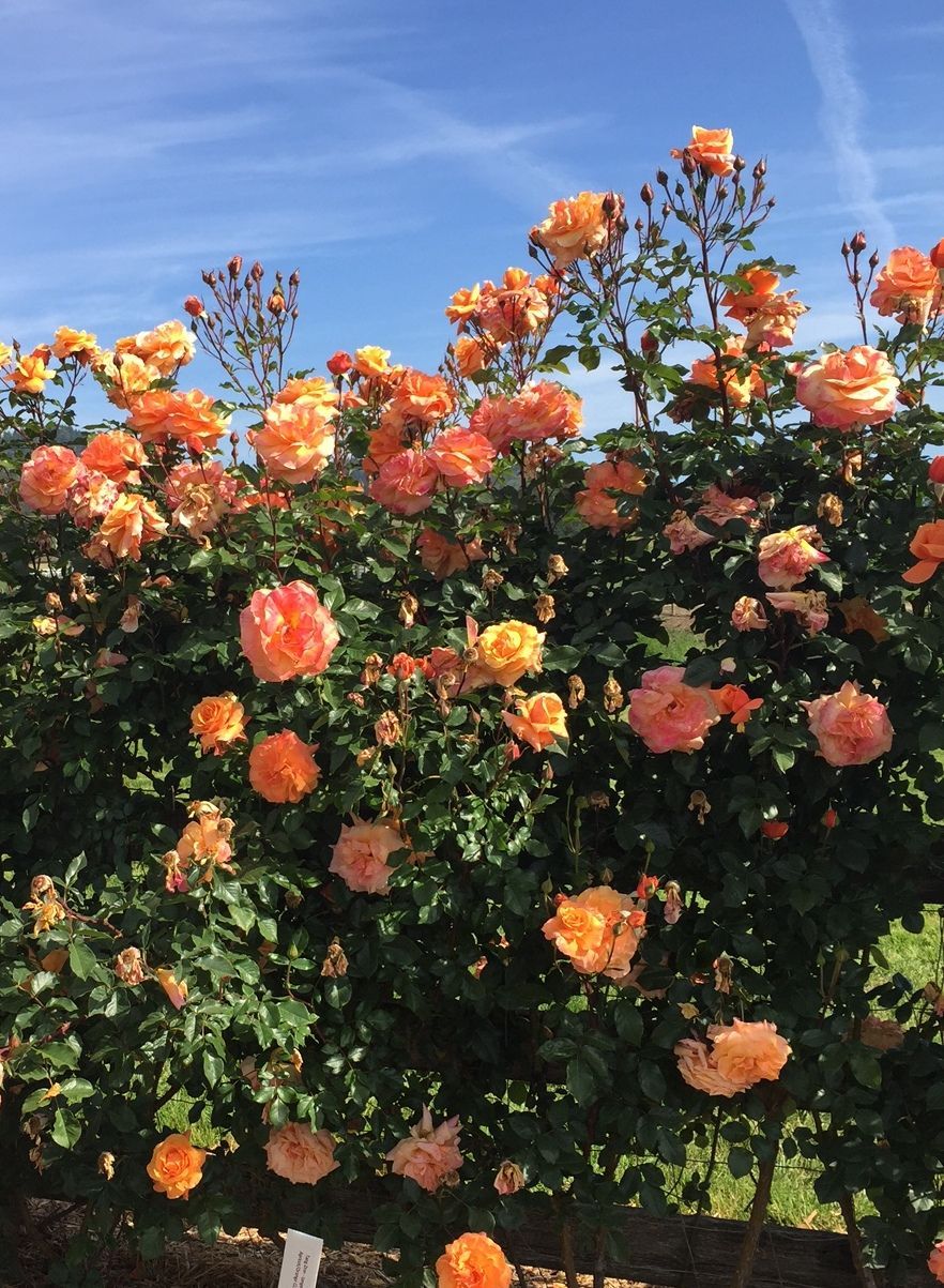 Arborose®  Tangerine Skies Rose Bush