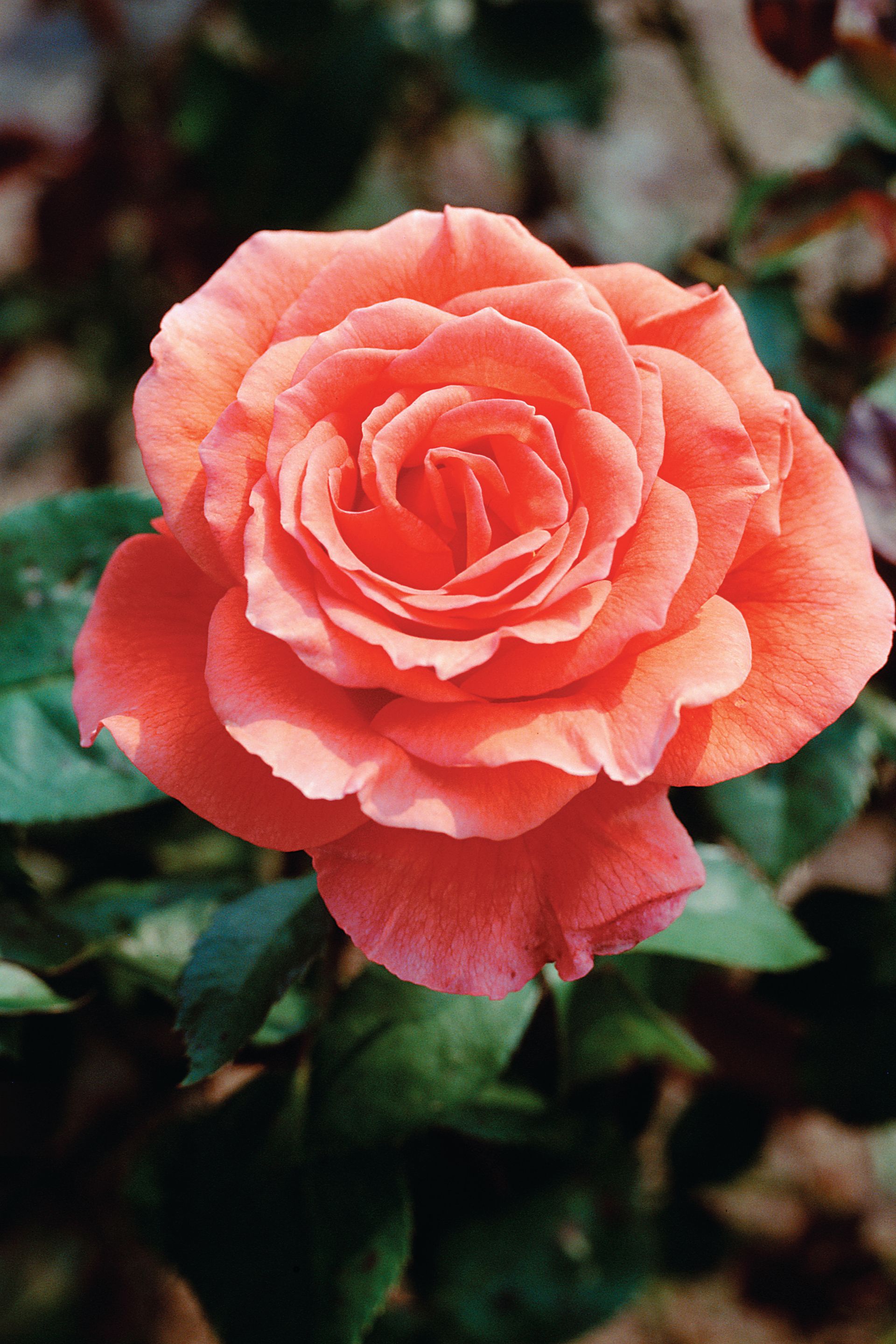 tropicana rose Bloom