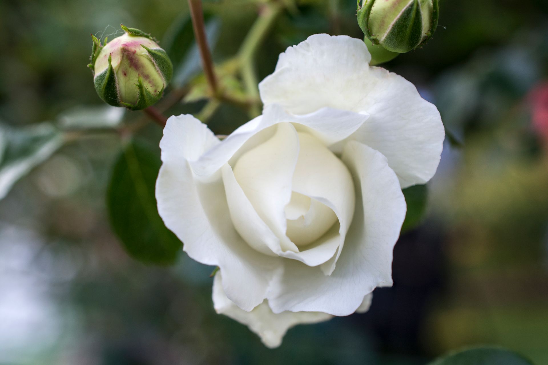 White Dawn Rose Buds