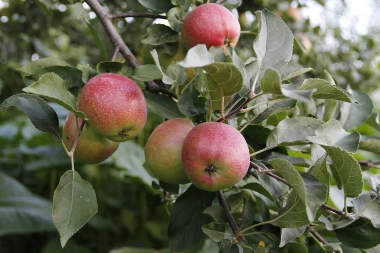 Links to more information about fruits & berries