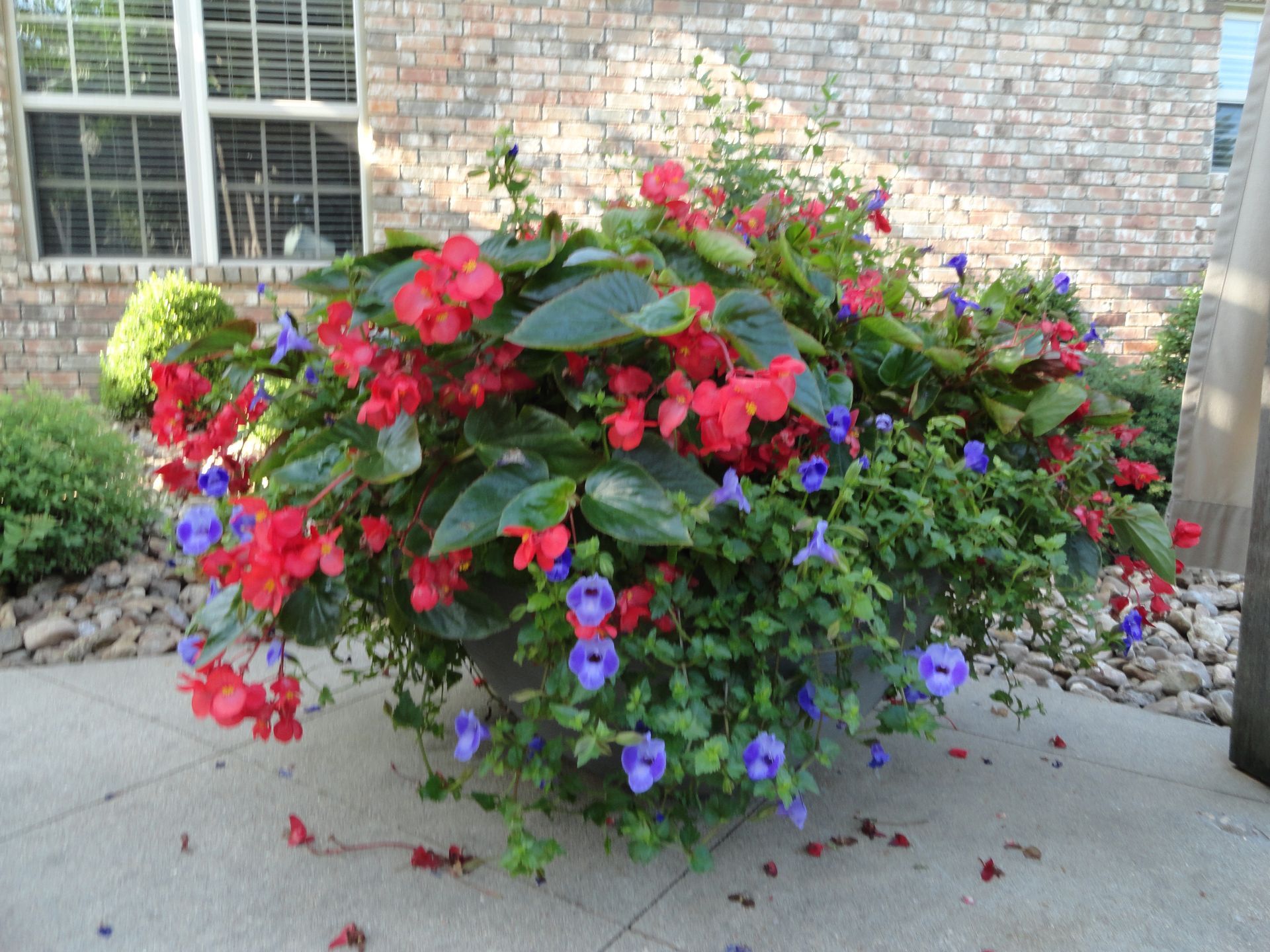 A pot with red dragon wing begonias and blue torenia that links to a page with more information about container gardening.