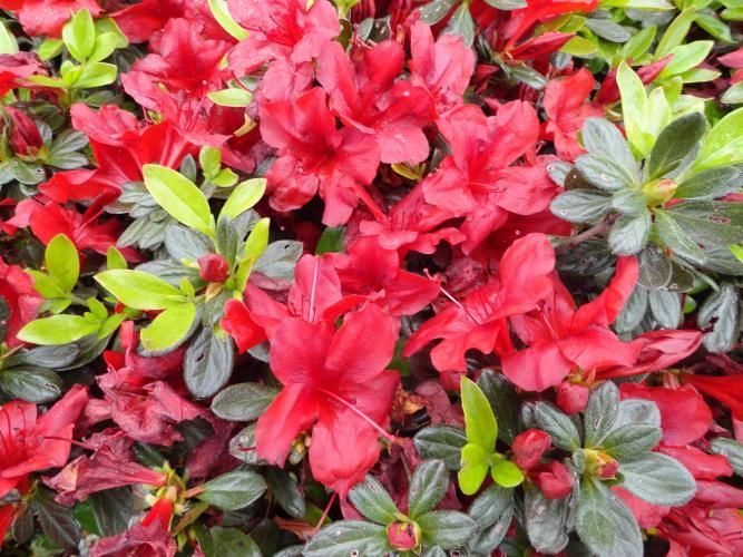 Links to more information about Azeleas