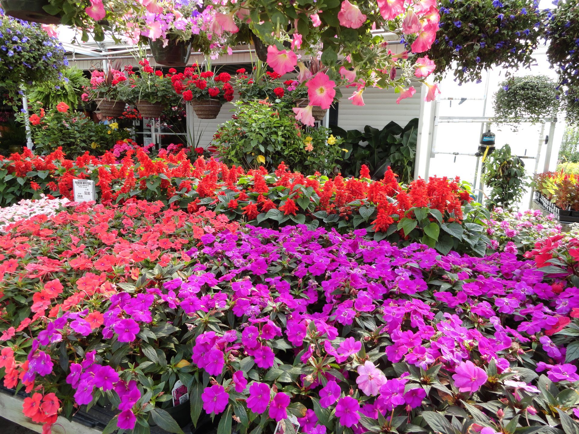 Display of colorful flowers that link to a page with more information about flowers.