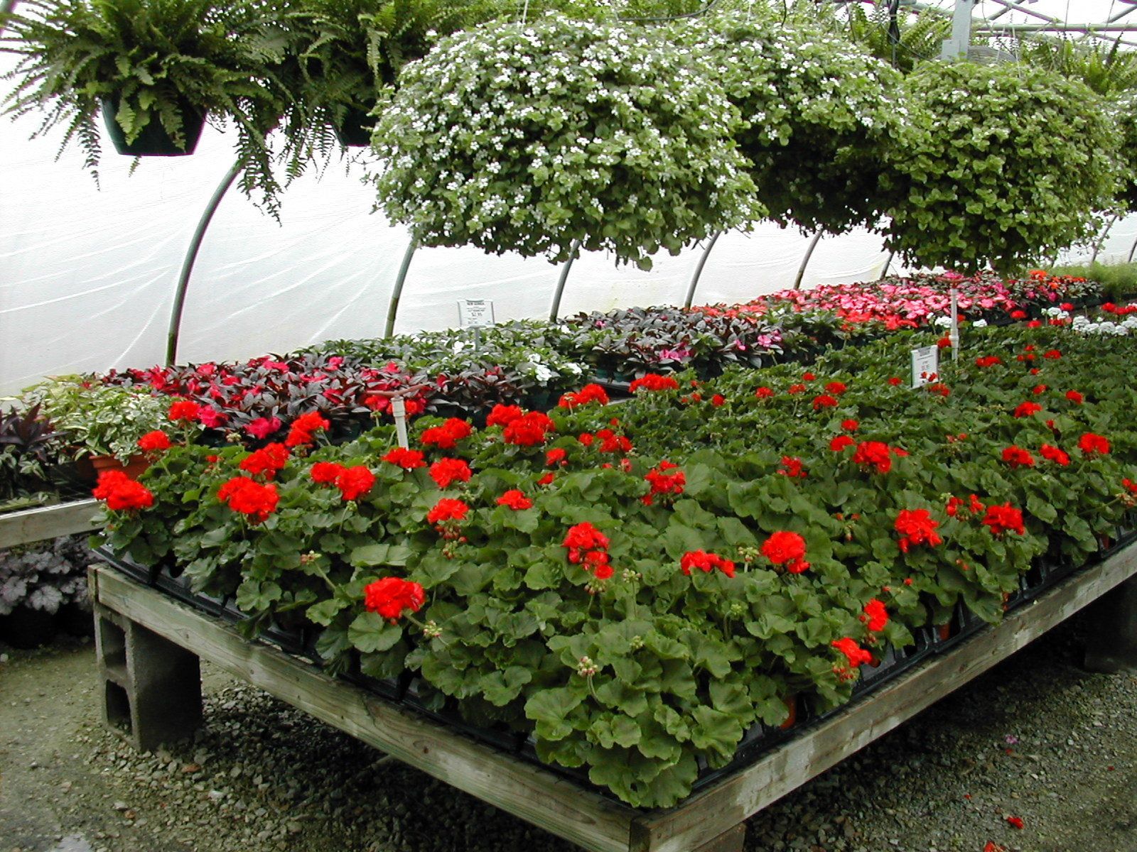 baskets hanging over geraniums