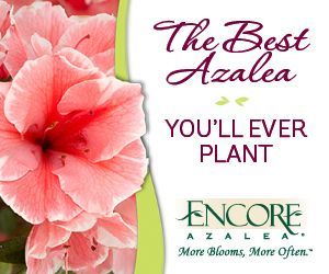 Encore azalea marketing visual.