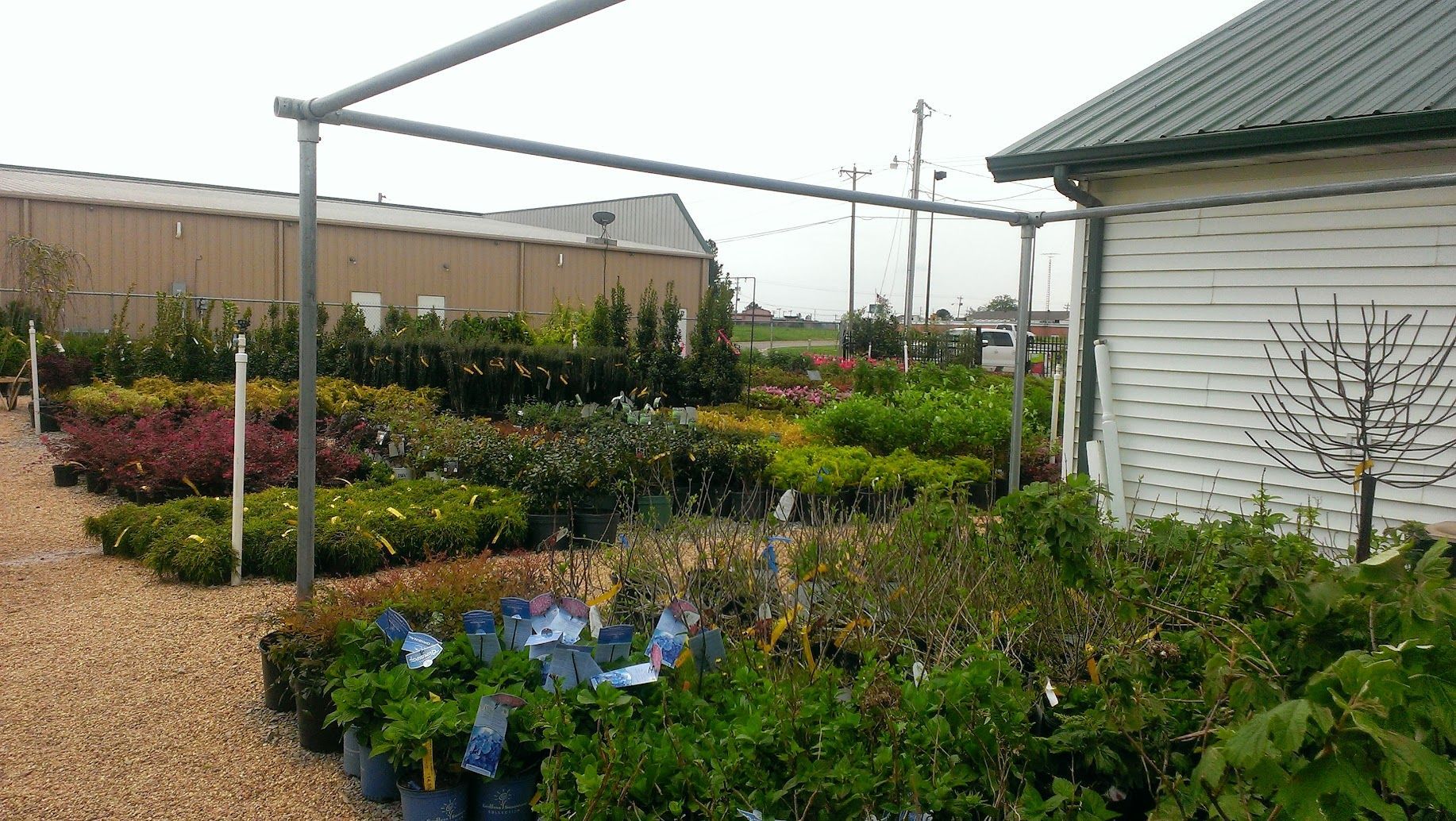Shrubs on the Adams Nursery lot.
