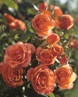 links to more iformation about roses.