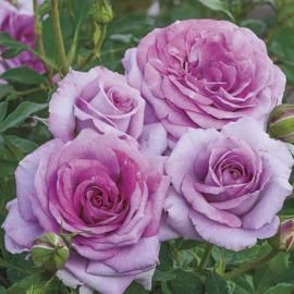 Violet pride rose
