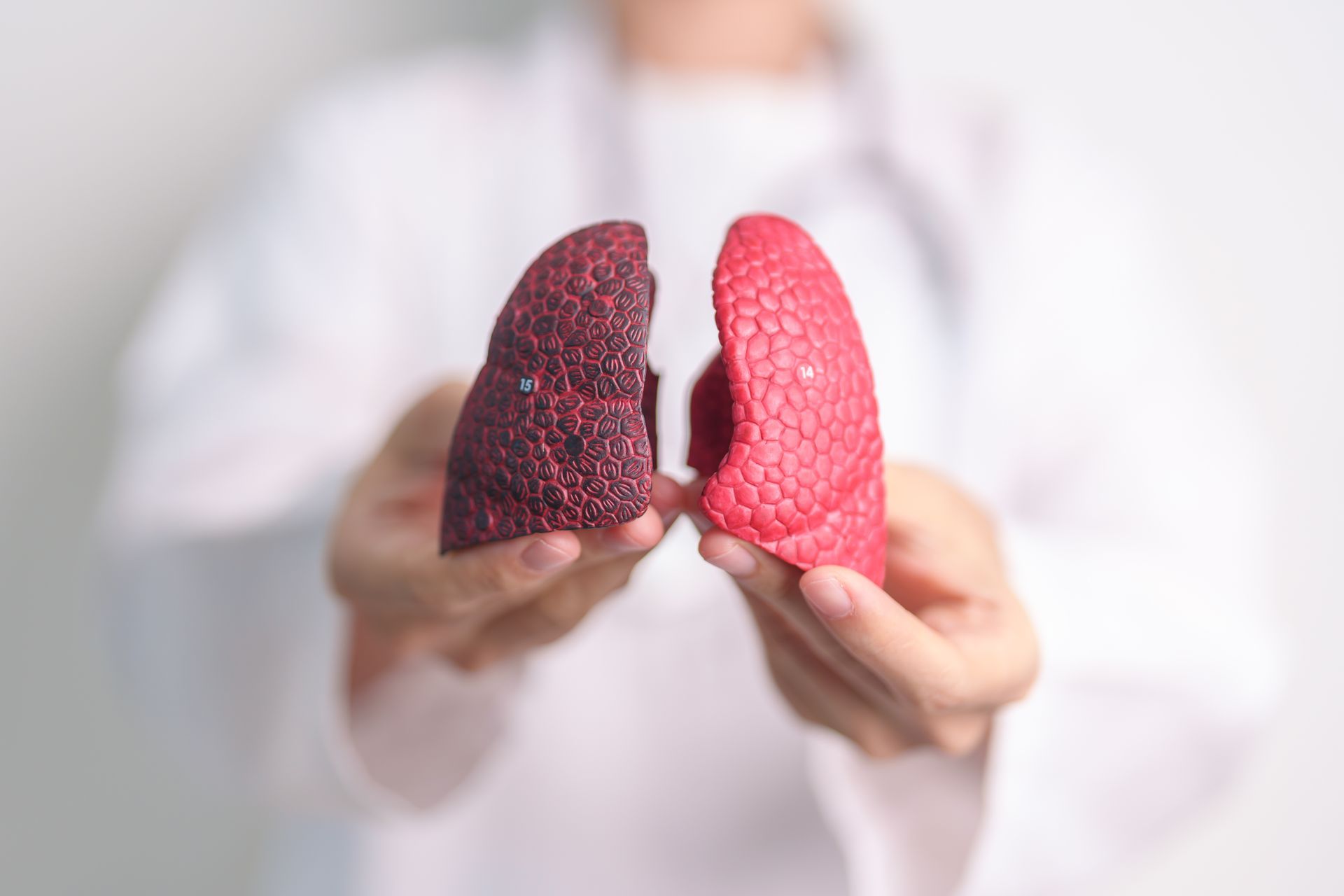 A doctor is holding two models of lungs in her hands.