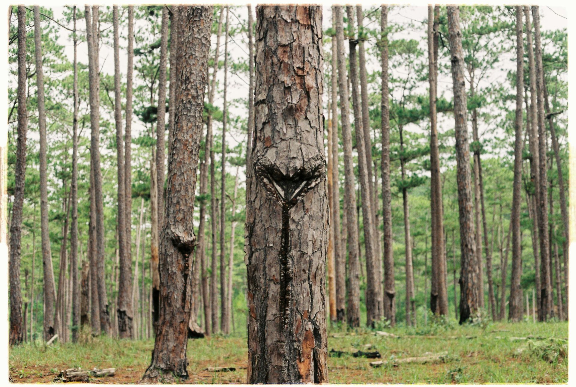 A tree in a forest with a cross carved into it.