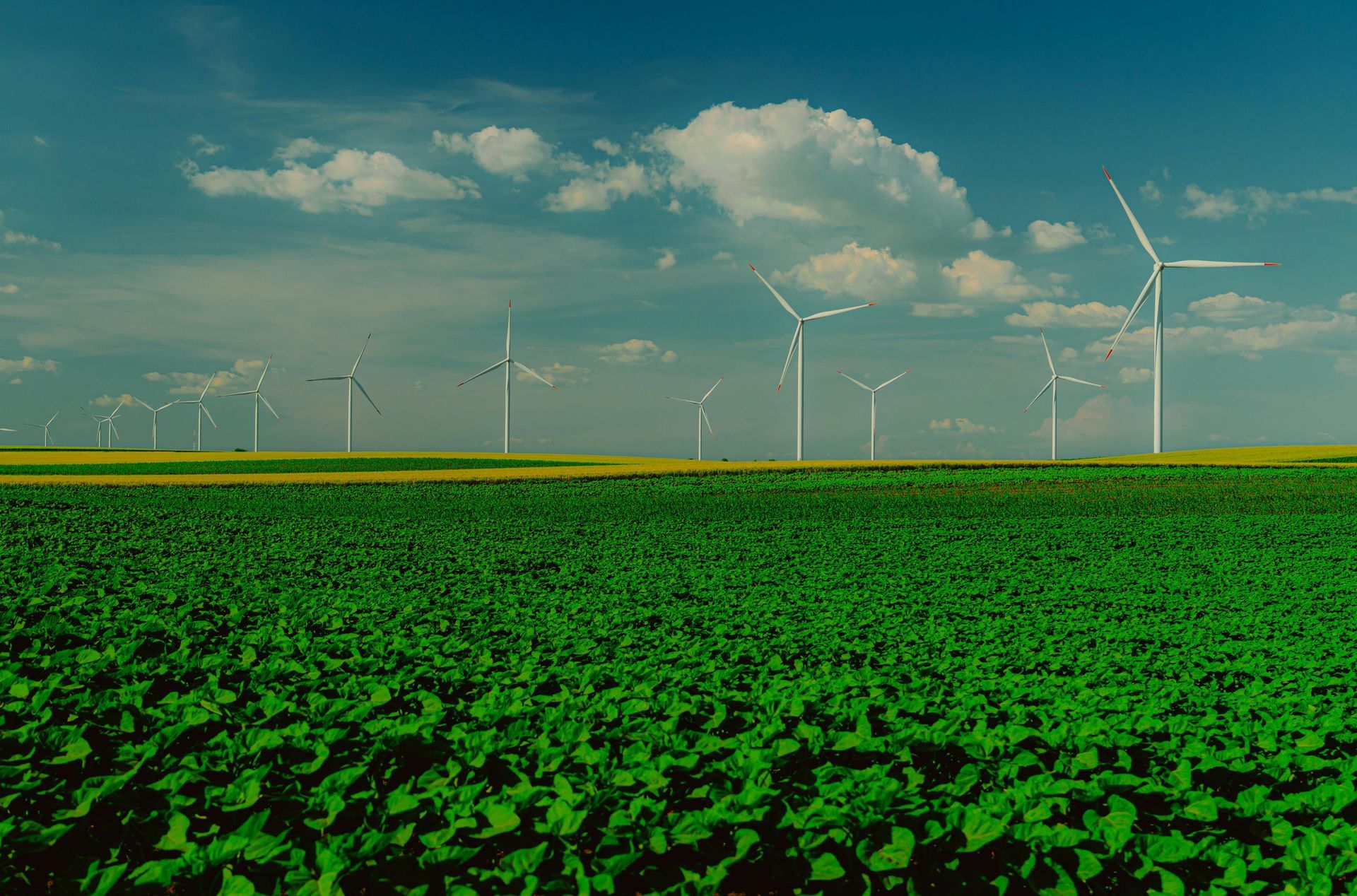 A field of green plants with wind turbines in the background.