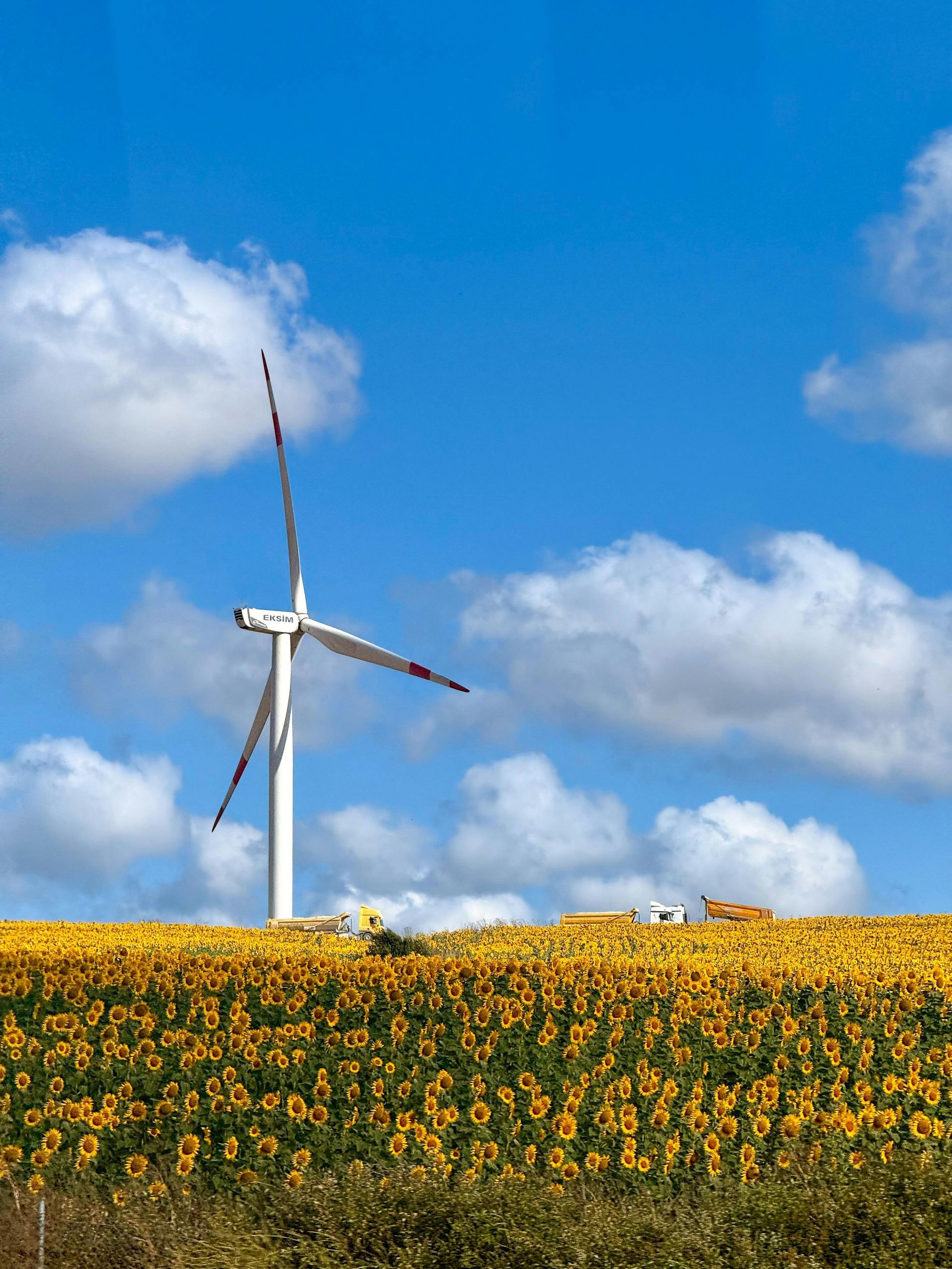 A wind turbine is sitting in the middle of a field of sunflowers.