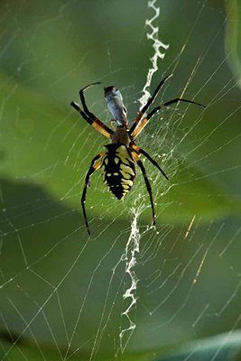 Spider — Chico, CA — Shelby's Pest Control