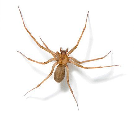 Brown Spider — Chico, CA — Shelby's Pest Control