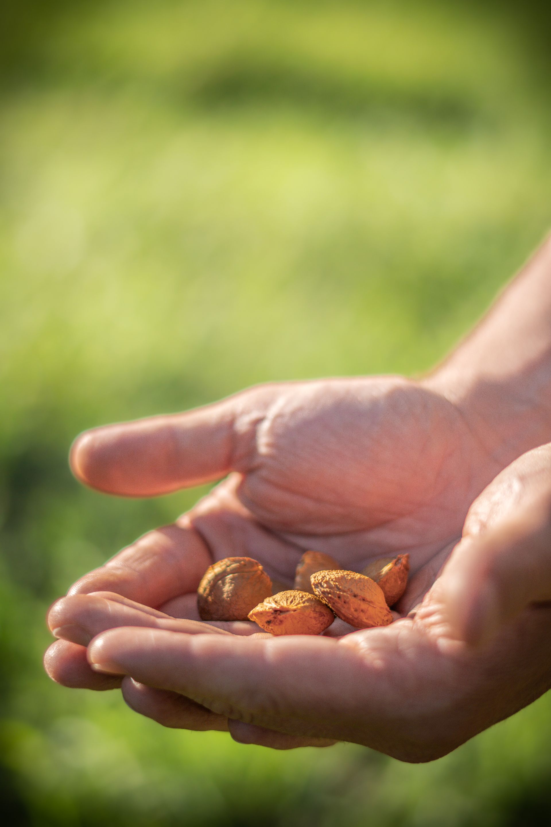 Mani che tengono un piccolo mucchio di mandorle all'aperto, con sfondo verde sfocato.