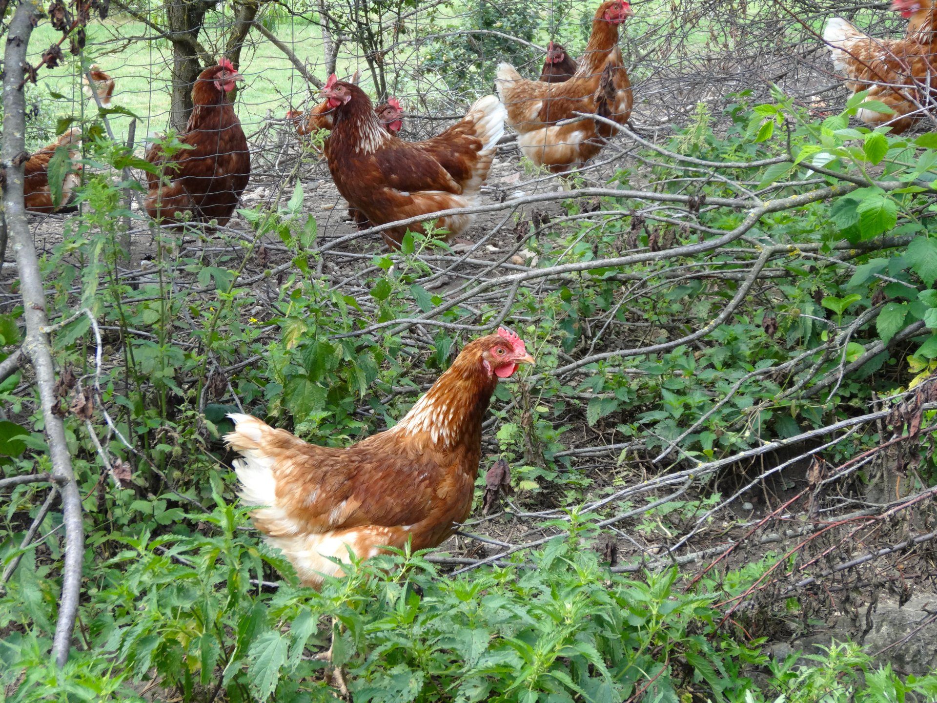 Aschacherhof, Bio-Bauernhof