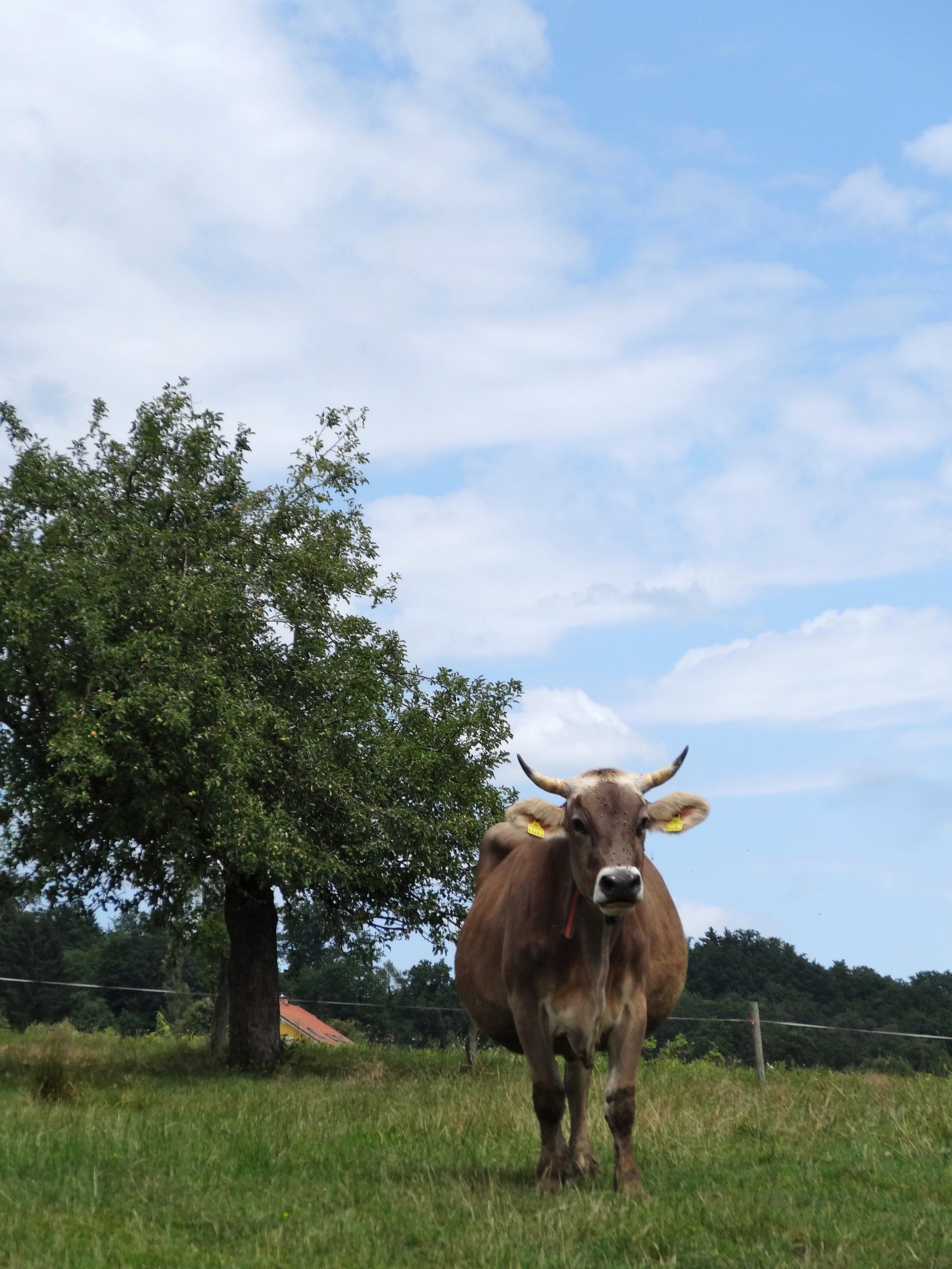 Aschacherhof, Bio-Bauernhof