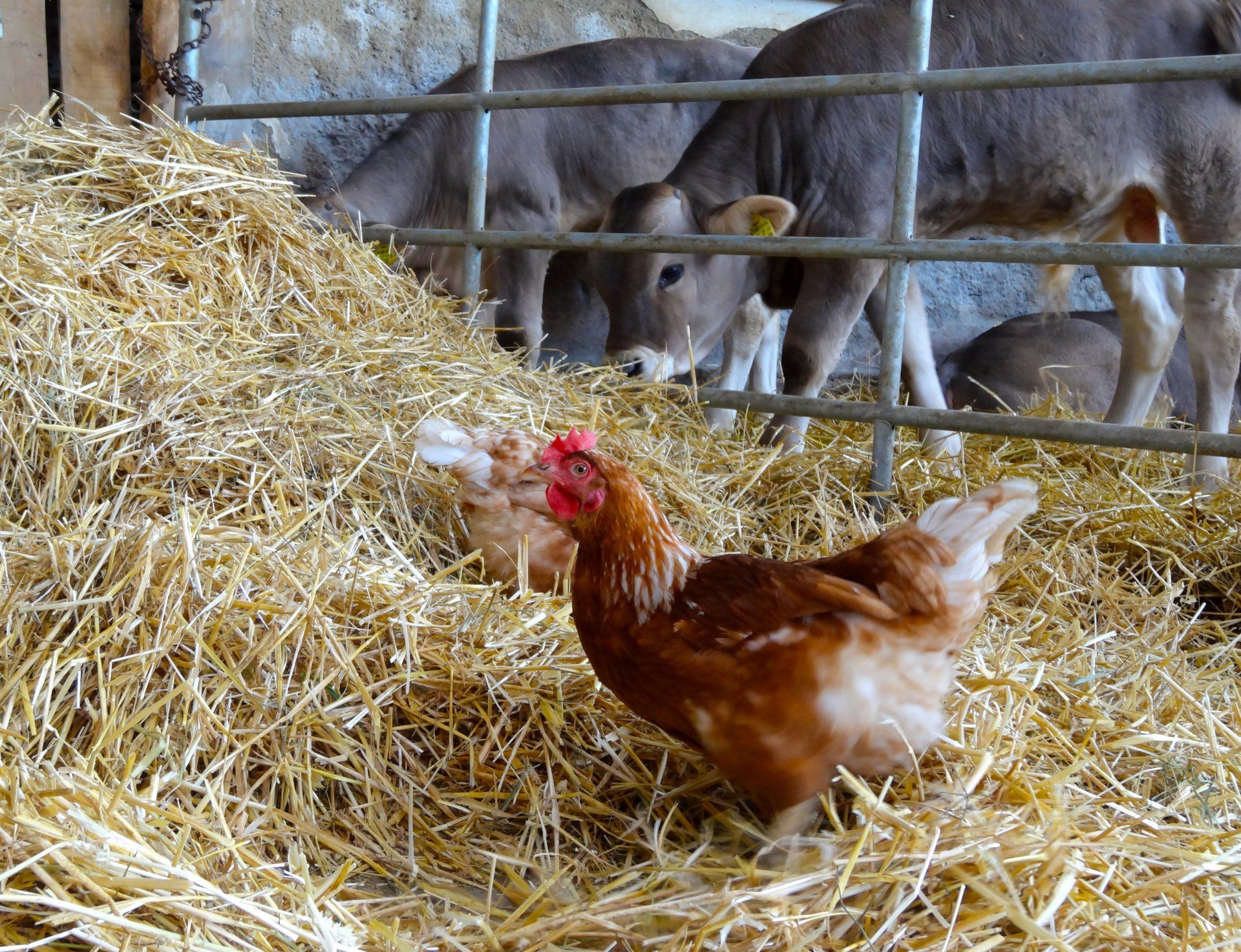 Aschacherhof, Bio-Bauernhof, Hühner