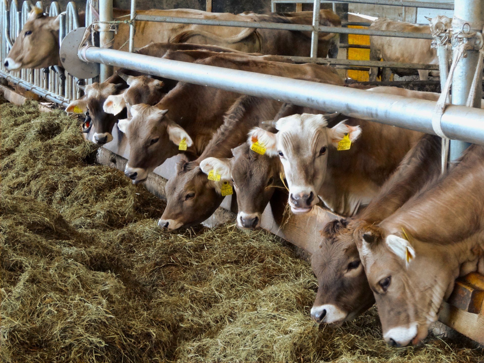 Aschacherhof, Bio-Bauernhof, Kühe