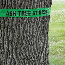 Sign on a Tree Warning of Emerald Ash Borer Damage - Tree Service in Oak Forest,, IL