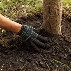 Hand-planted the Tree in Soil - Tree Service in Oak Forest,, IL