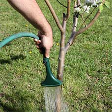 Watering Tree - Tree Service in Oak Forest,, IL