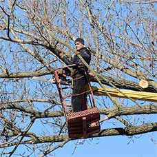 Pruning Trees Using a Lift-arm - Tree Service in Oak Forest,, IL