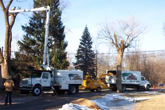 Tree Trimming - Tree Care in Oak Forest,, IL