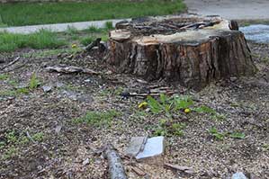 Large Tree Stump - Tree/Stump Removal in Oak Forest,, IL