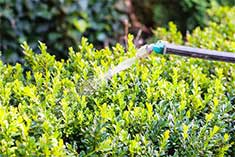 Spraying Insectide to a Shrub - Tree Care in Oak Forest,, IL