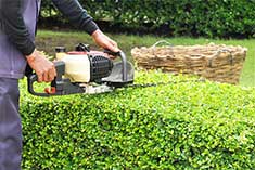 Trimming a Shrub - Tree Care in Oak Forest,, IL