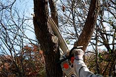 Cutting a Tree Branch - Tree Care in Oak Forest,, IL