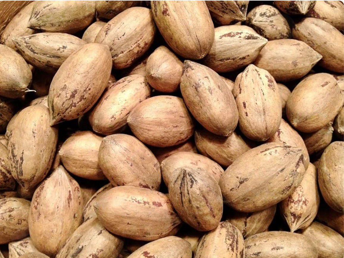 IN-SHELL PECANS