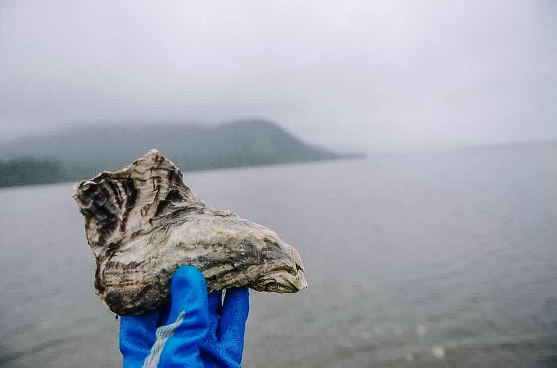 A person wearing blue gloves is holding an oyster in their hand.