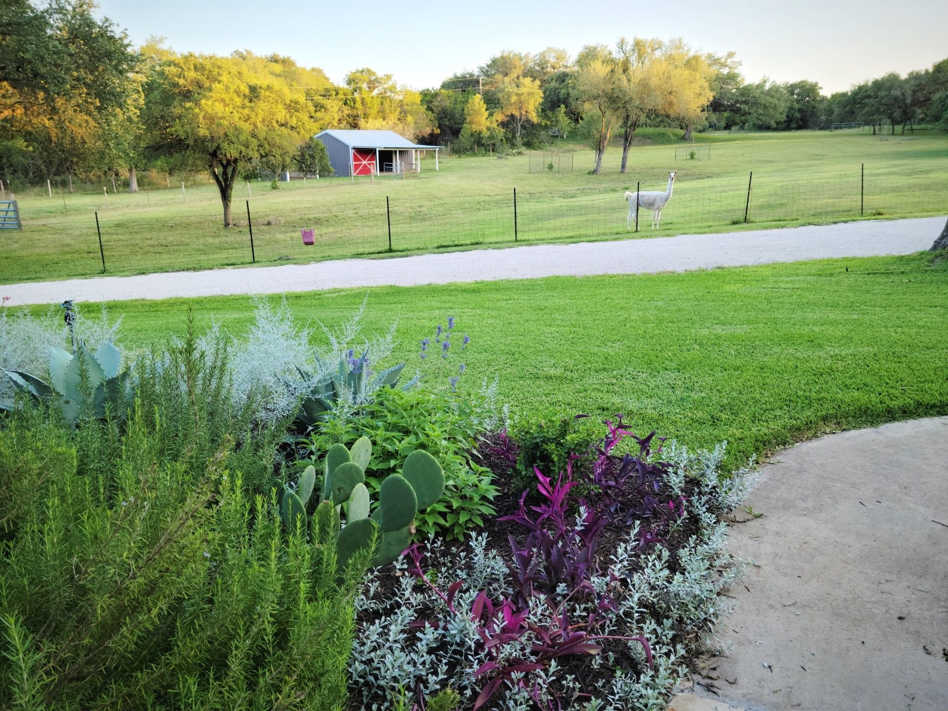 A path leading to a grassy field with a barn in the background.