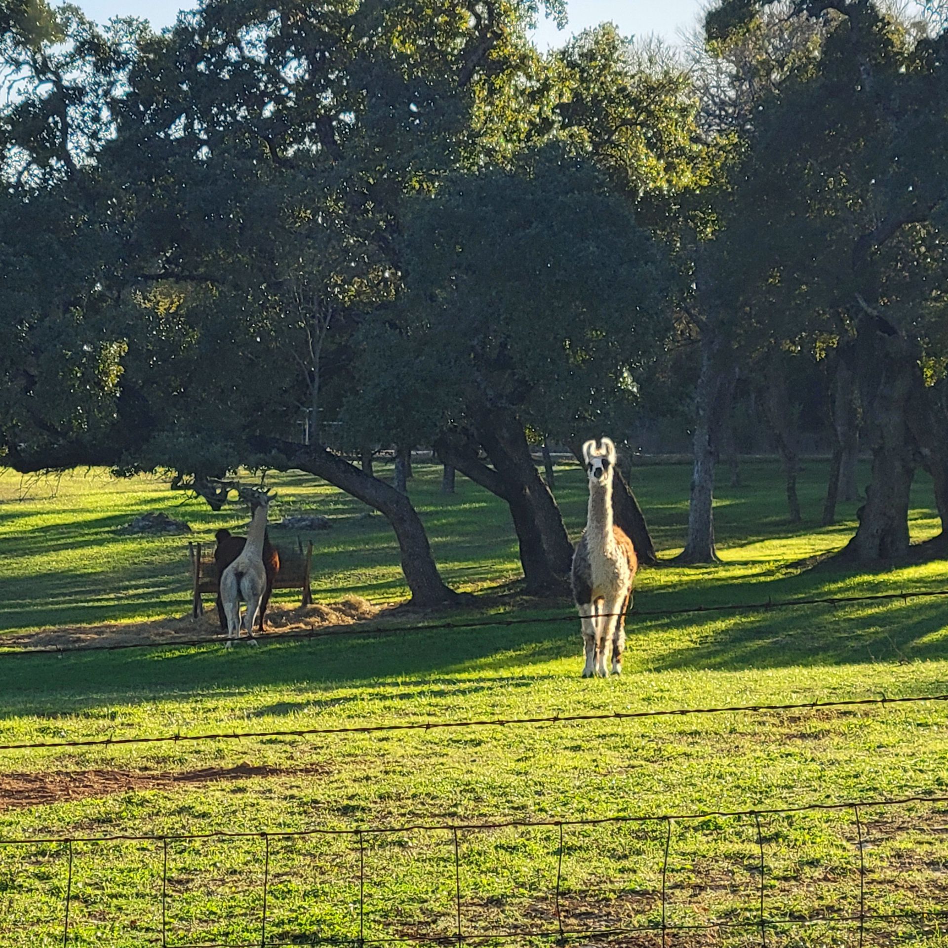 Two llamas are standing in a grassy field with trees in the background.