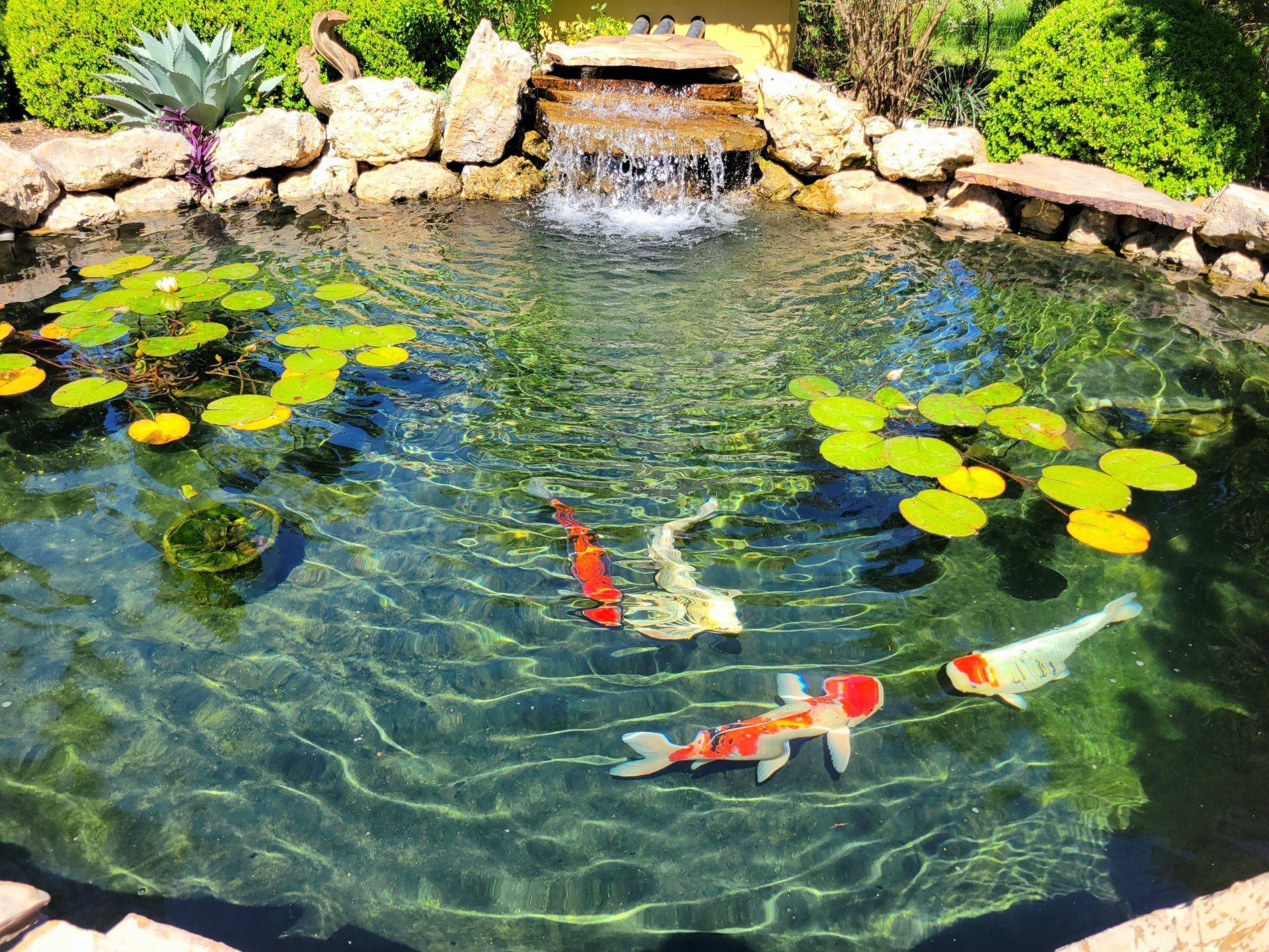 A pond filled with fish and water lilies with a waterfall in the background.