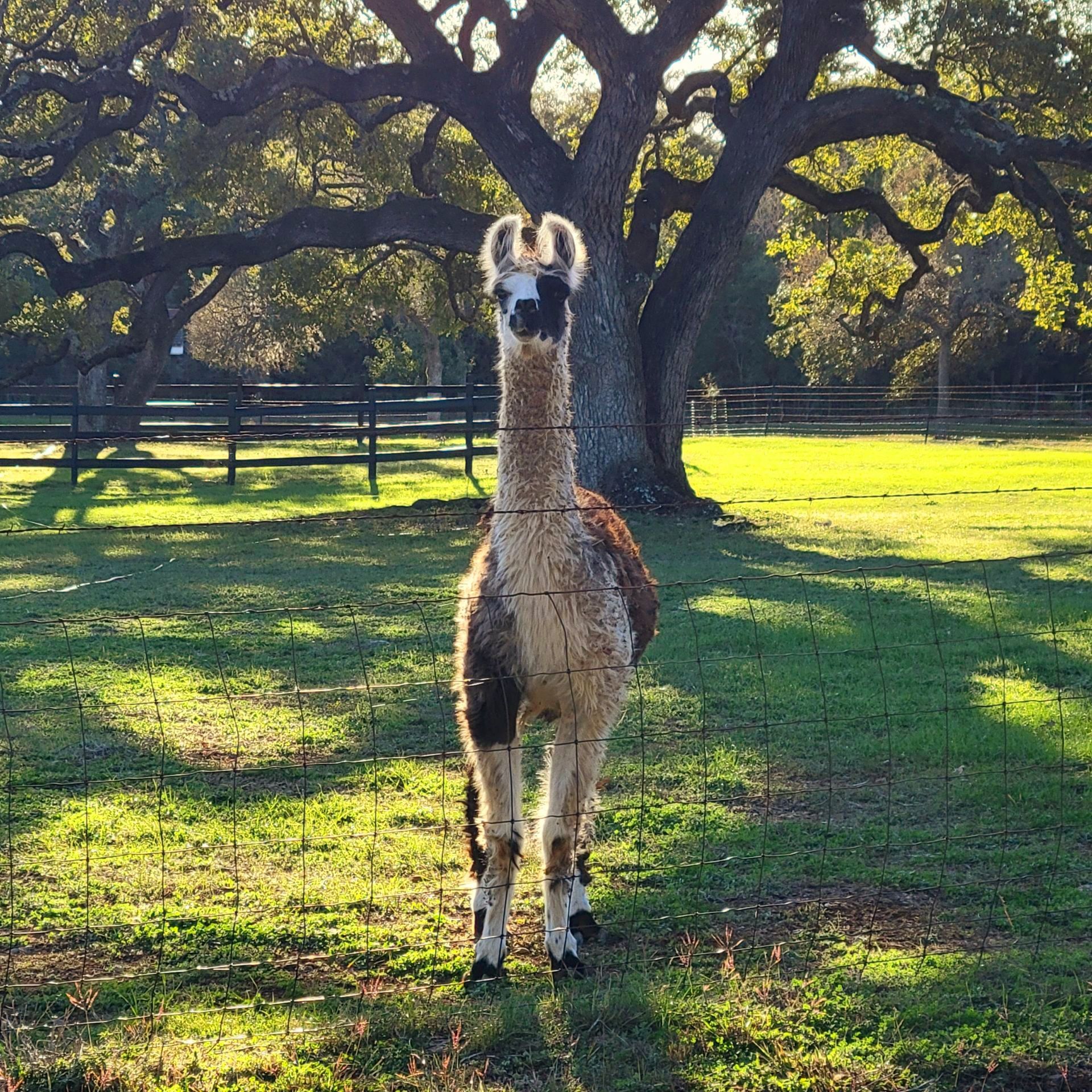 A llama standing in a grassy field with trees in the background
