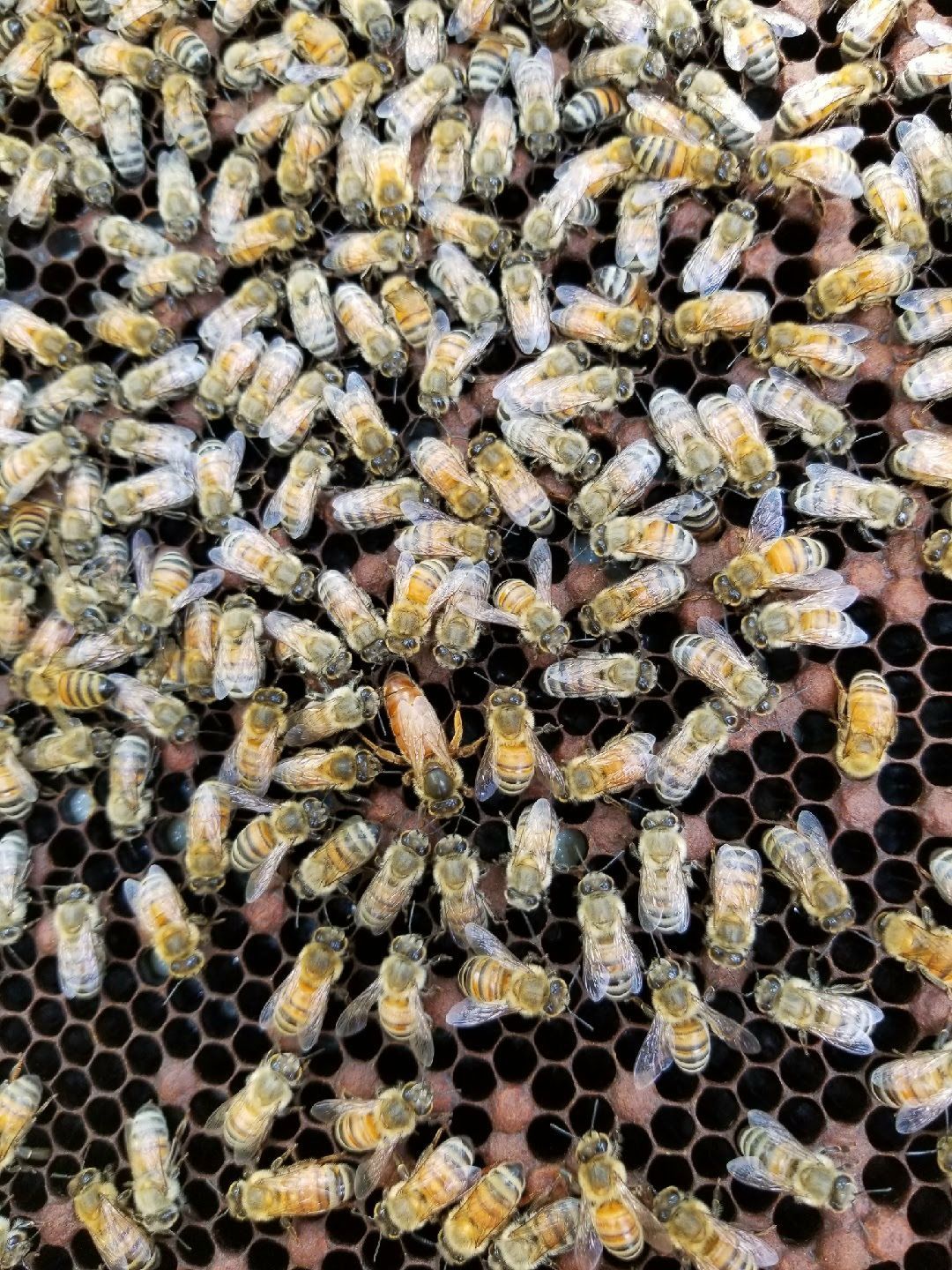 A close up of a beehive with lots of bees on it.