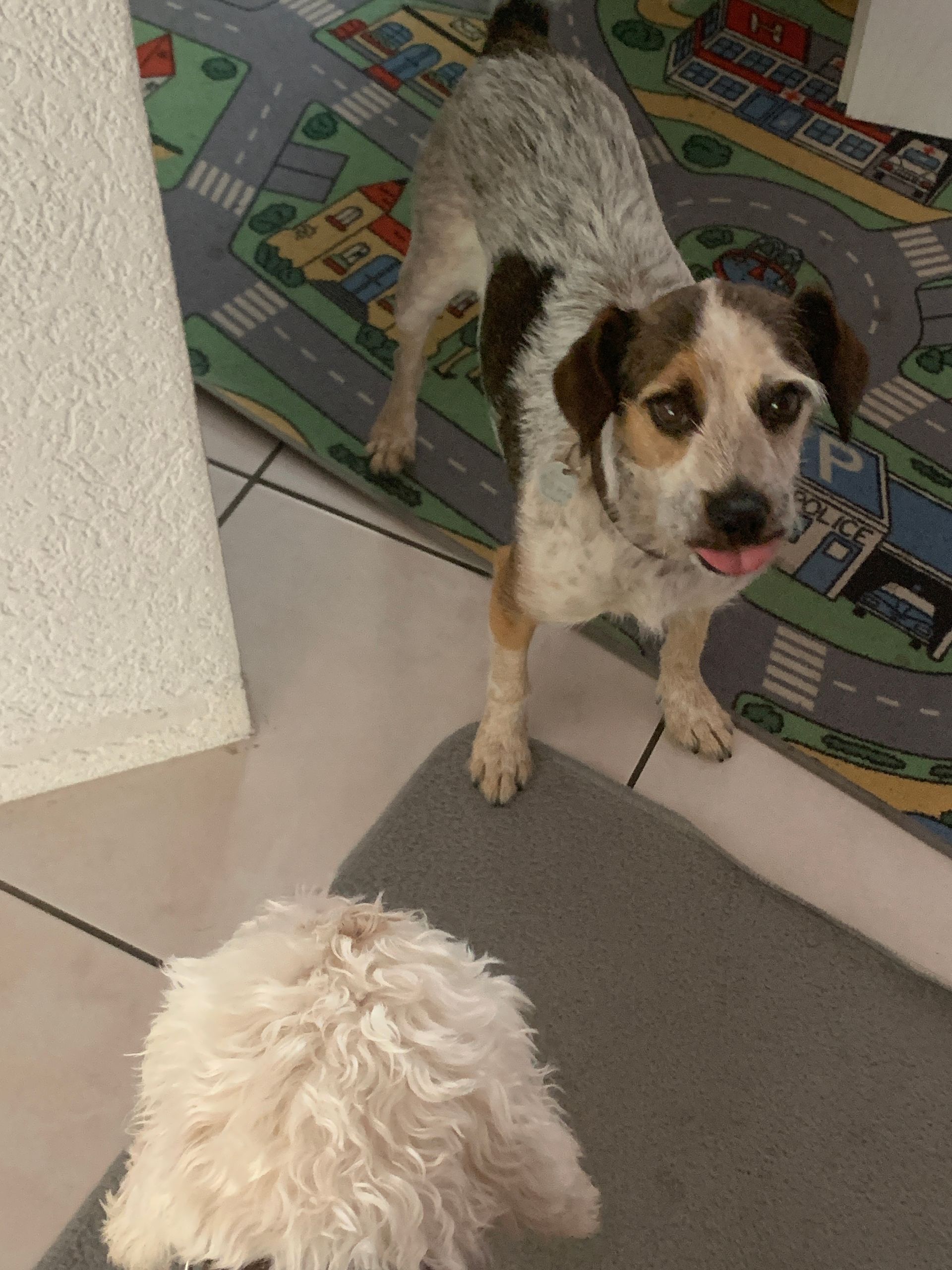 Hundebetreuung Oldies but Goldies in Lyss