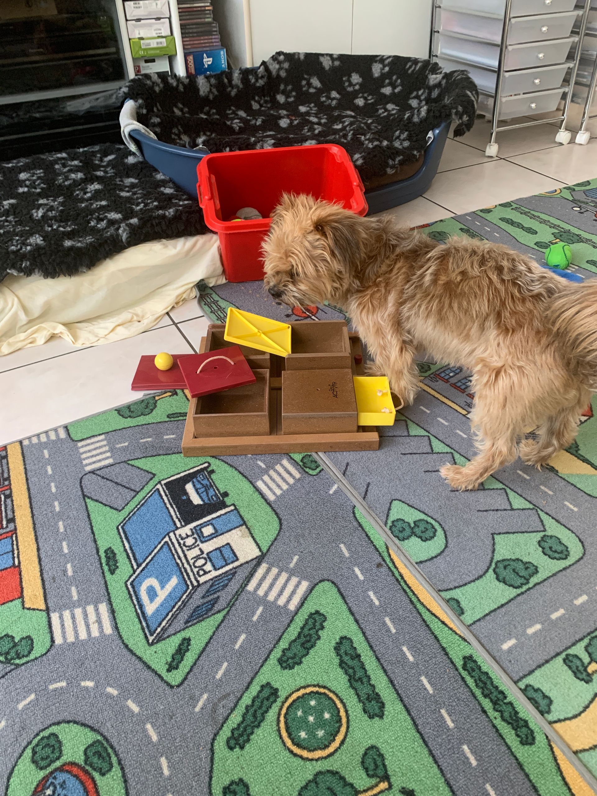 Hundebetreuung Oldies but Goldies in Lyss