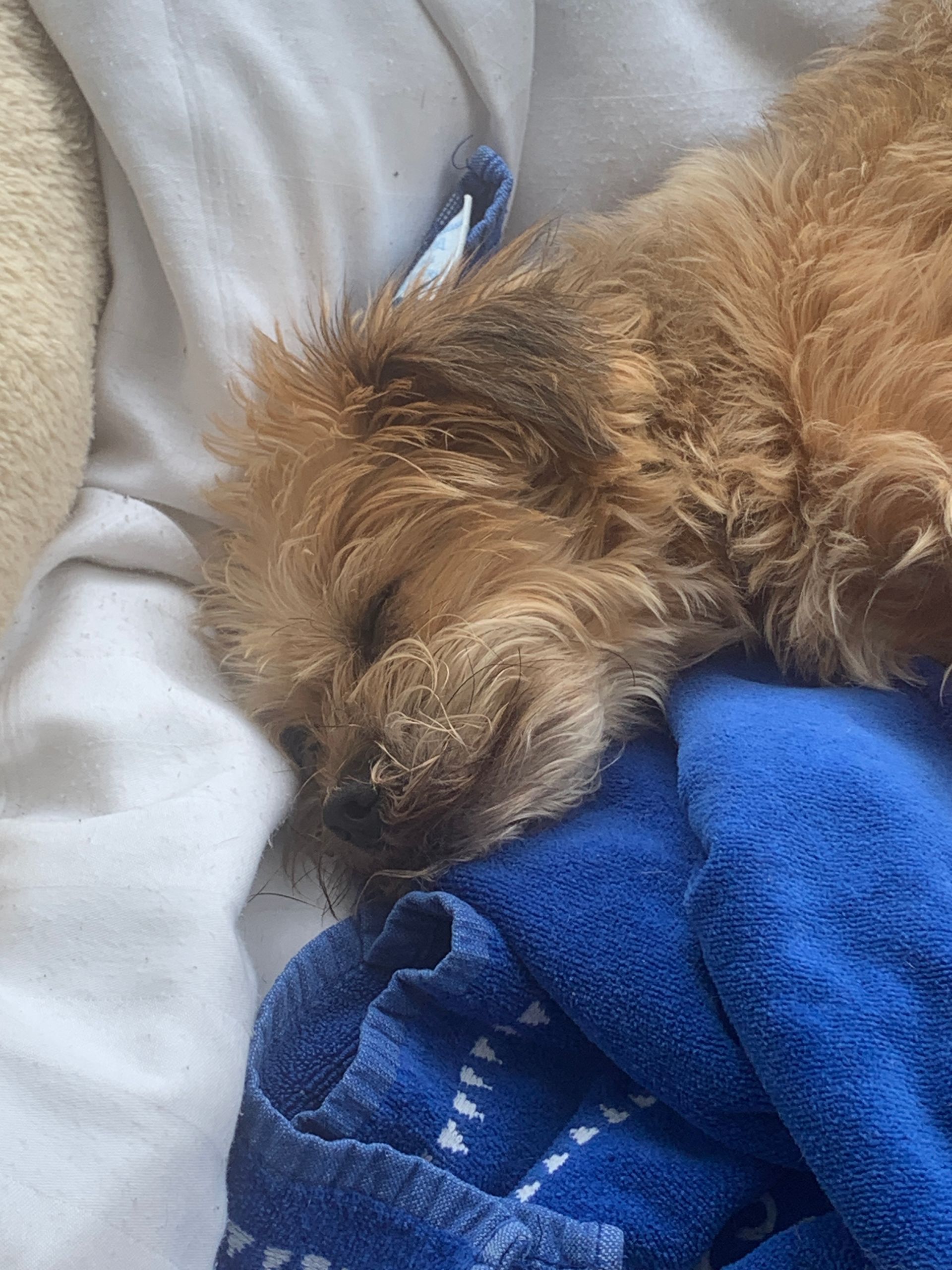 Hundebetreuung Oldies but Goldies in Lyss