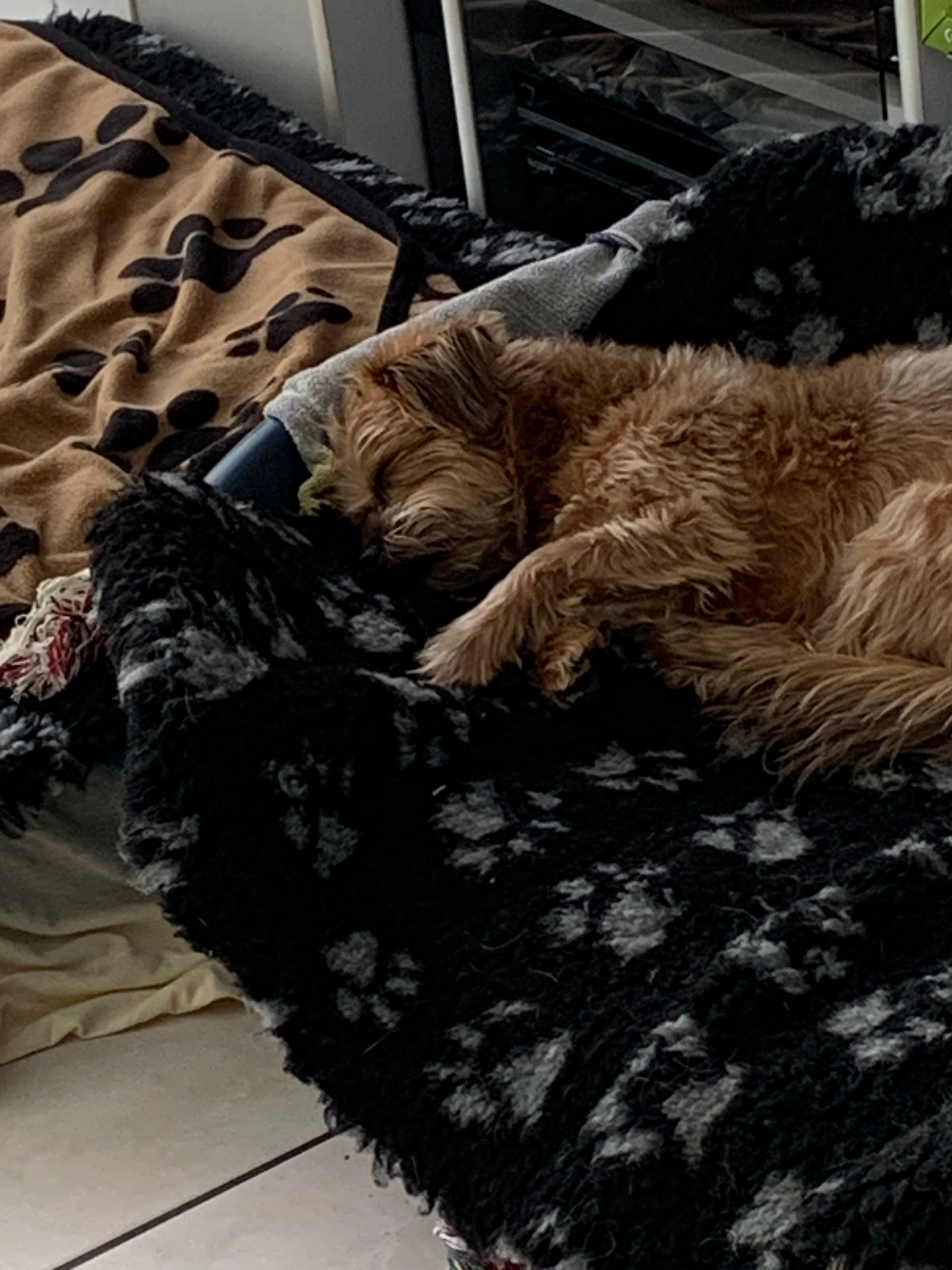 Hundebetreuung Oldies but Goldies in Lyss